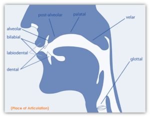 Phonetics-Place of Articulation